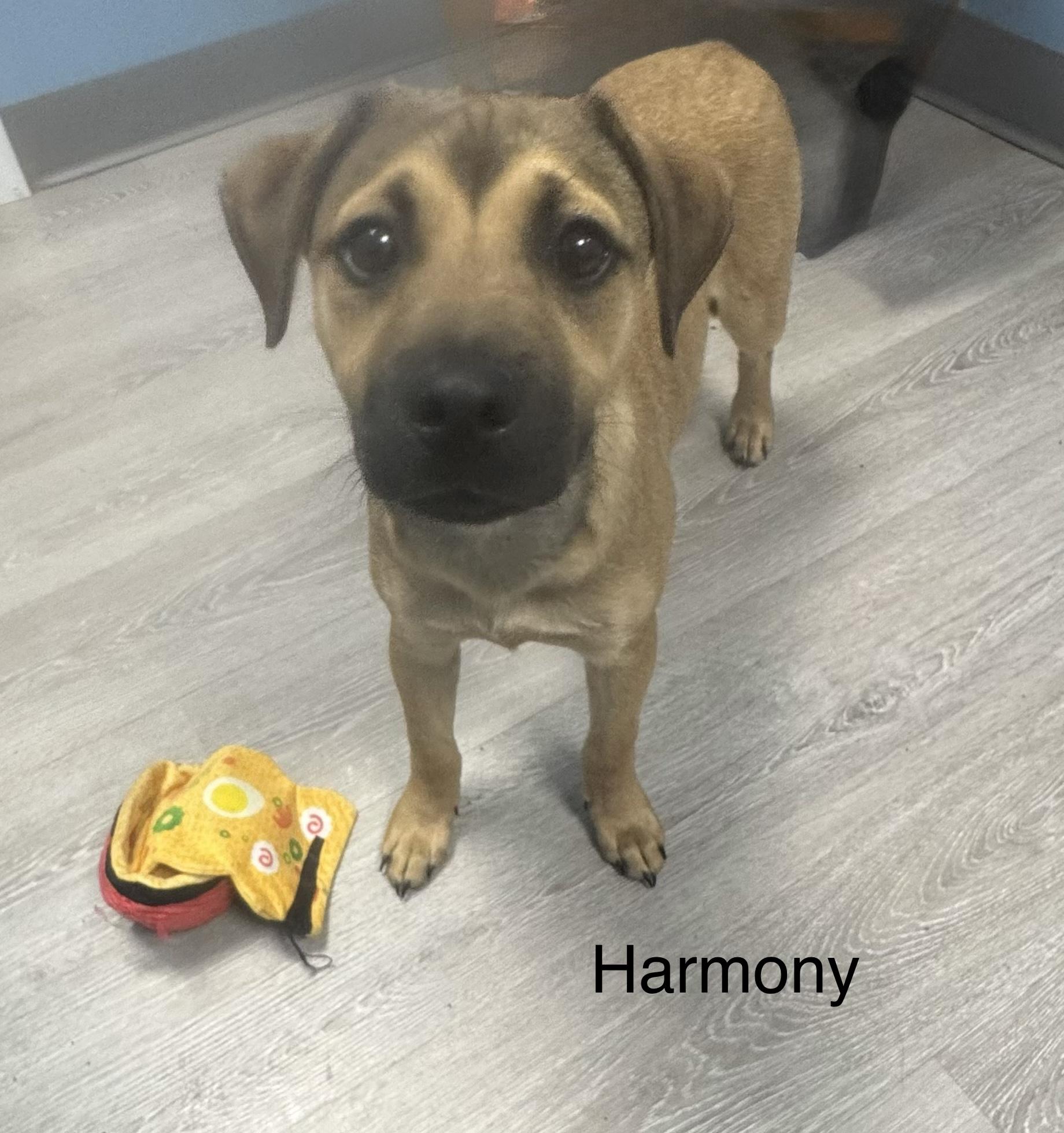 Enlarge Harmony, an adopted Shepherd in Ulster, PA image 1/1