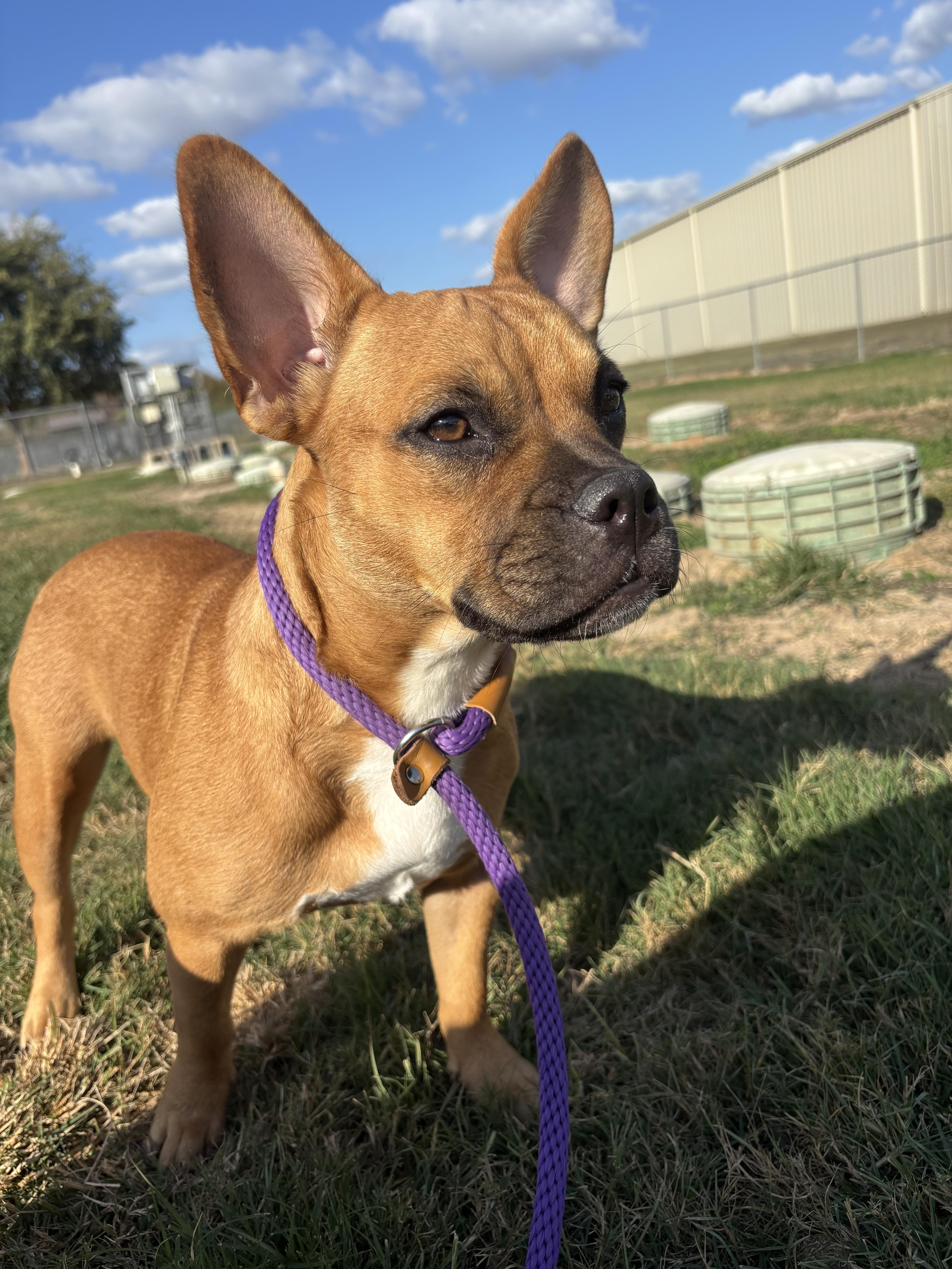 Cherie ( small size / friendly / playful )