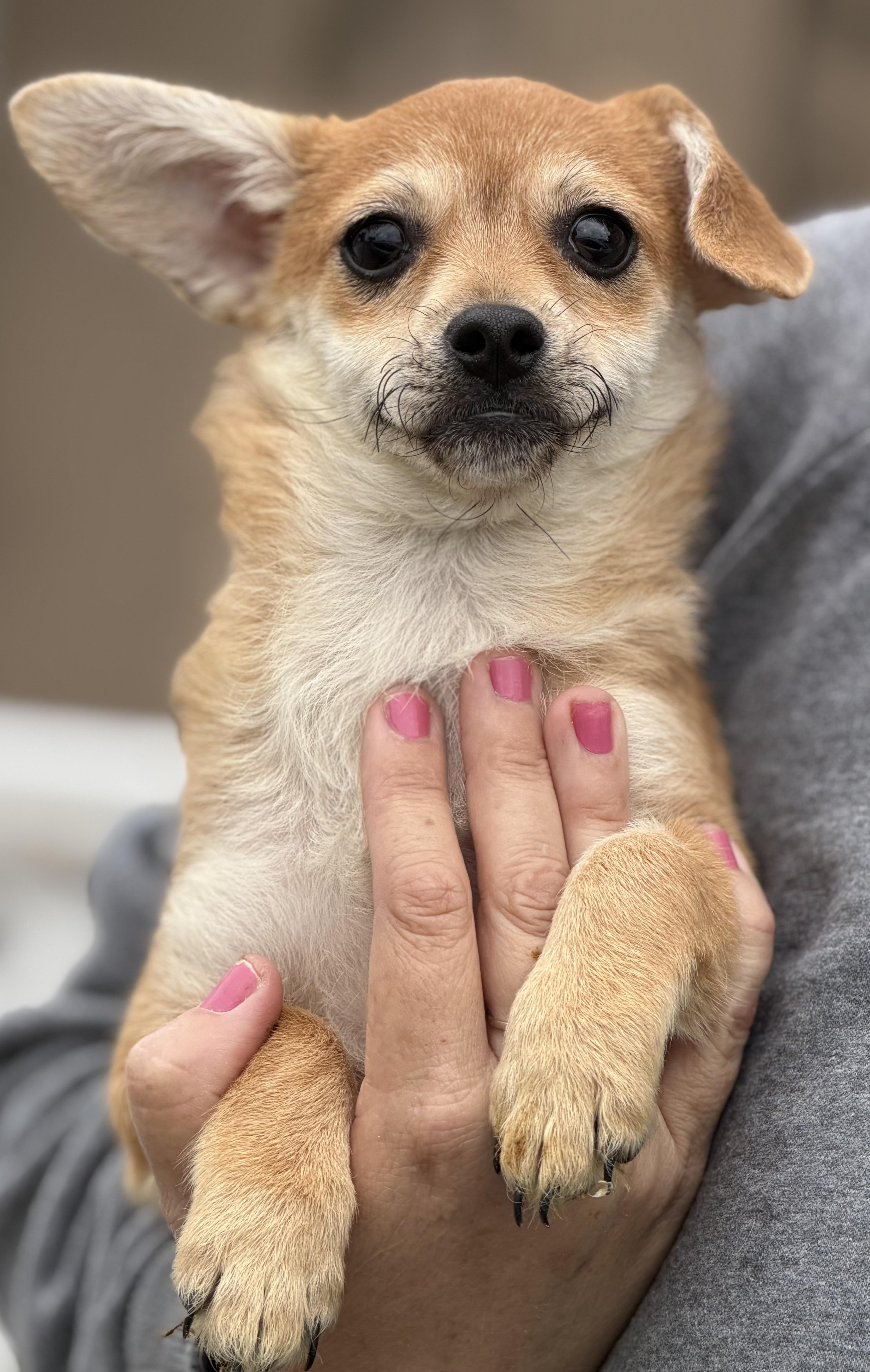 Nicky, an adopted mixed breed in Yuba City, CA image 2/3