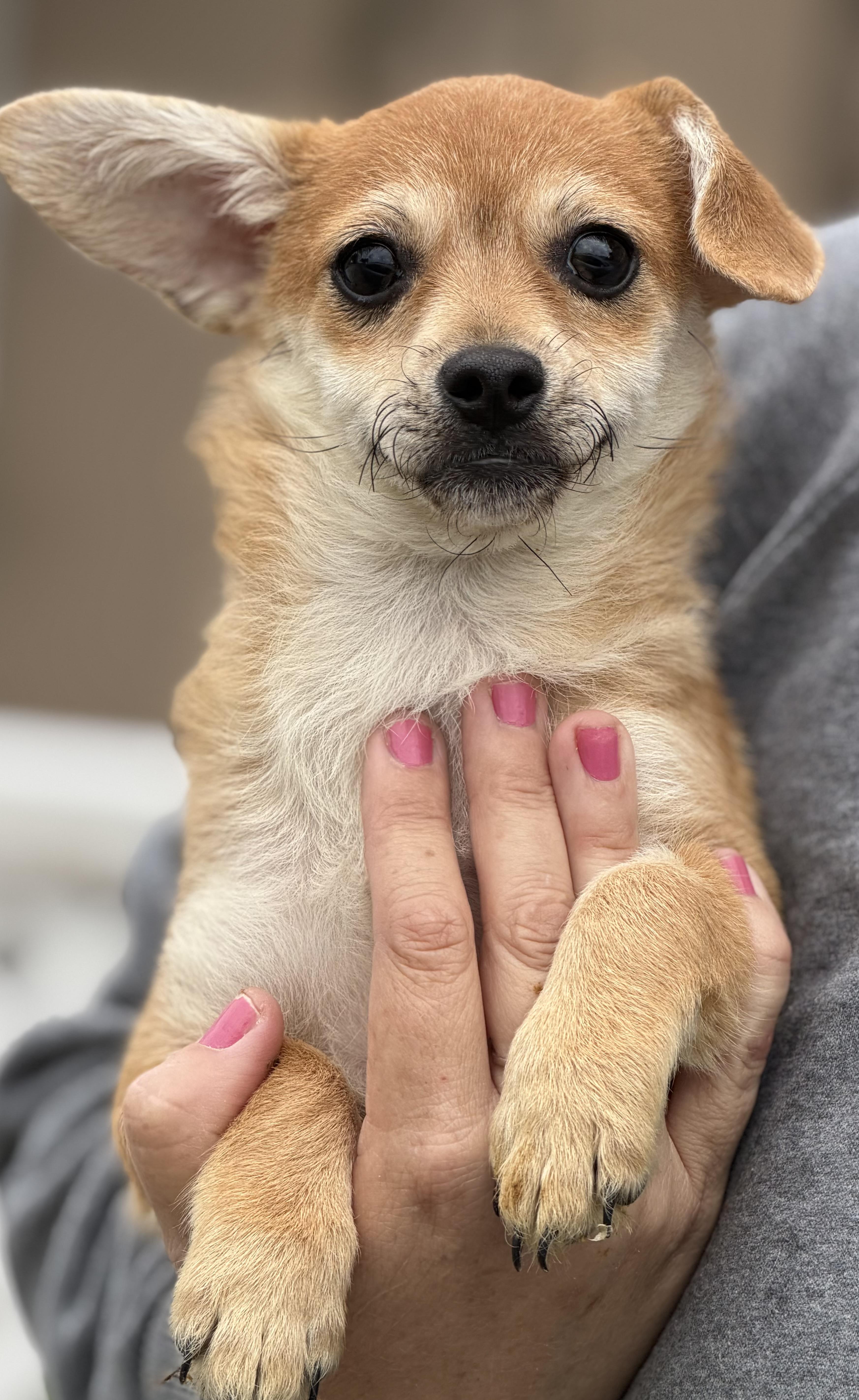 Nicky, adopted, Puppy Female Chihuahua & Dachshund.