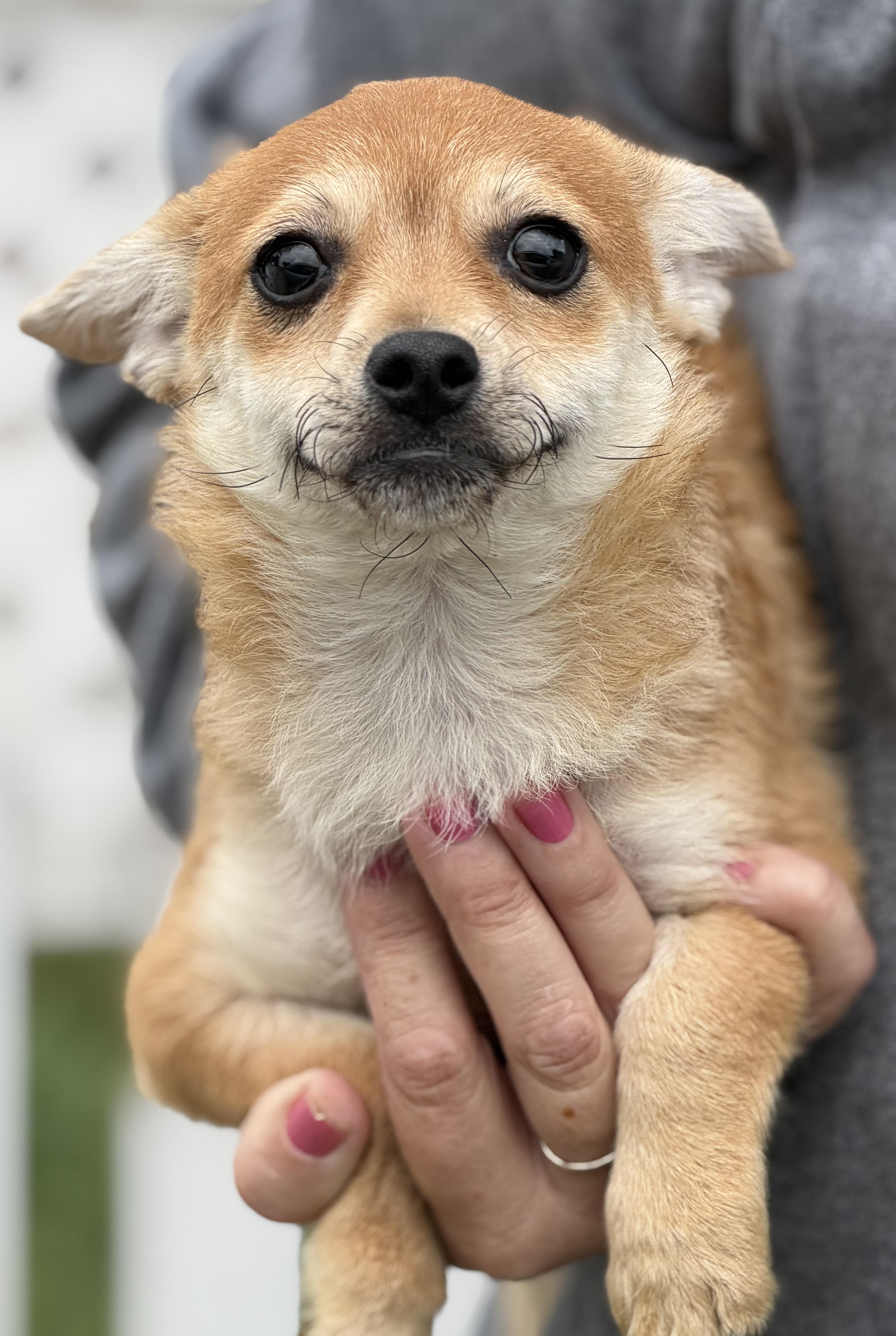 Nicky, an adopted mixed breed in Yuba City, CA image 3/3