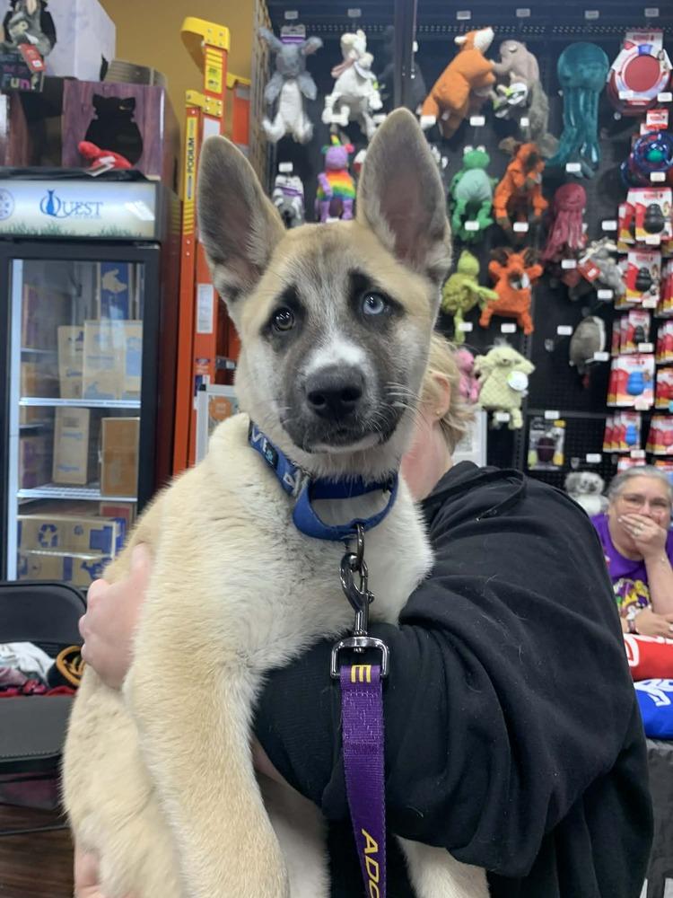 Sokka, Adoptable, Puppy Male Akita & Husky.