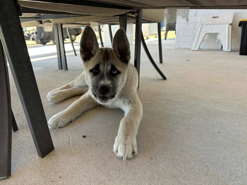 Enlarge Sokka, a Adoptable mixed breed in Frisco, TX image 1/4