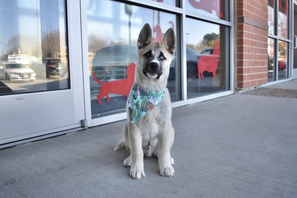Enlarge Sokka, a Adoptable mixed breed in Frisco, TX image 2/4