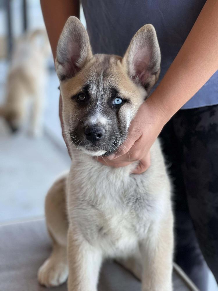 Enlarge Sokka, a Adoptable mixed breed in Frisco, TX image 3/4