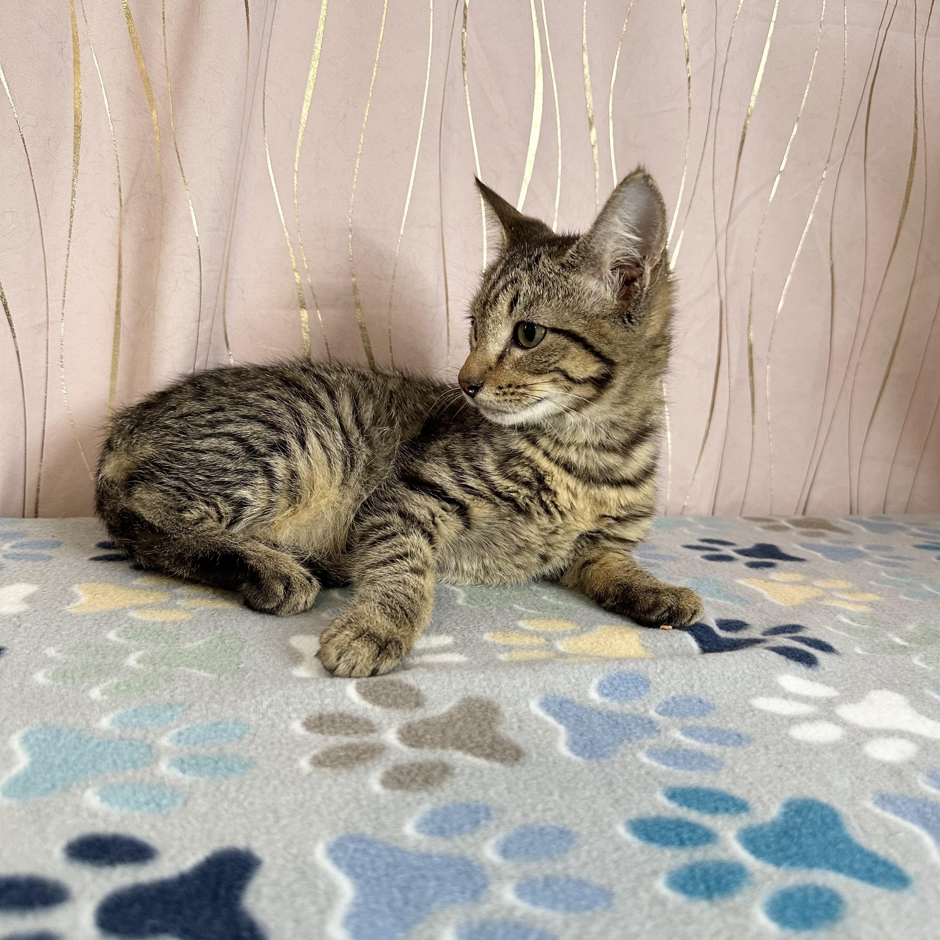 Frank — thumbnail 3