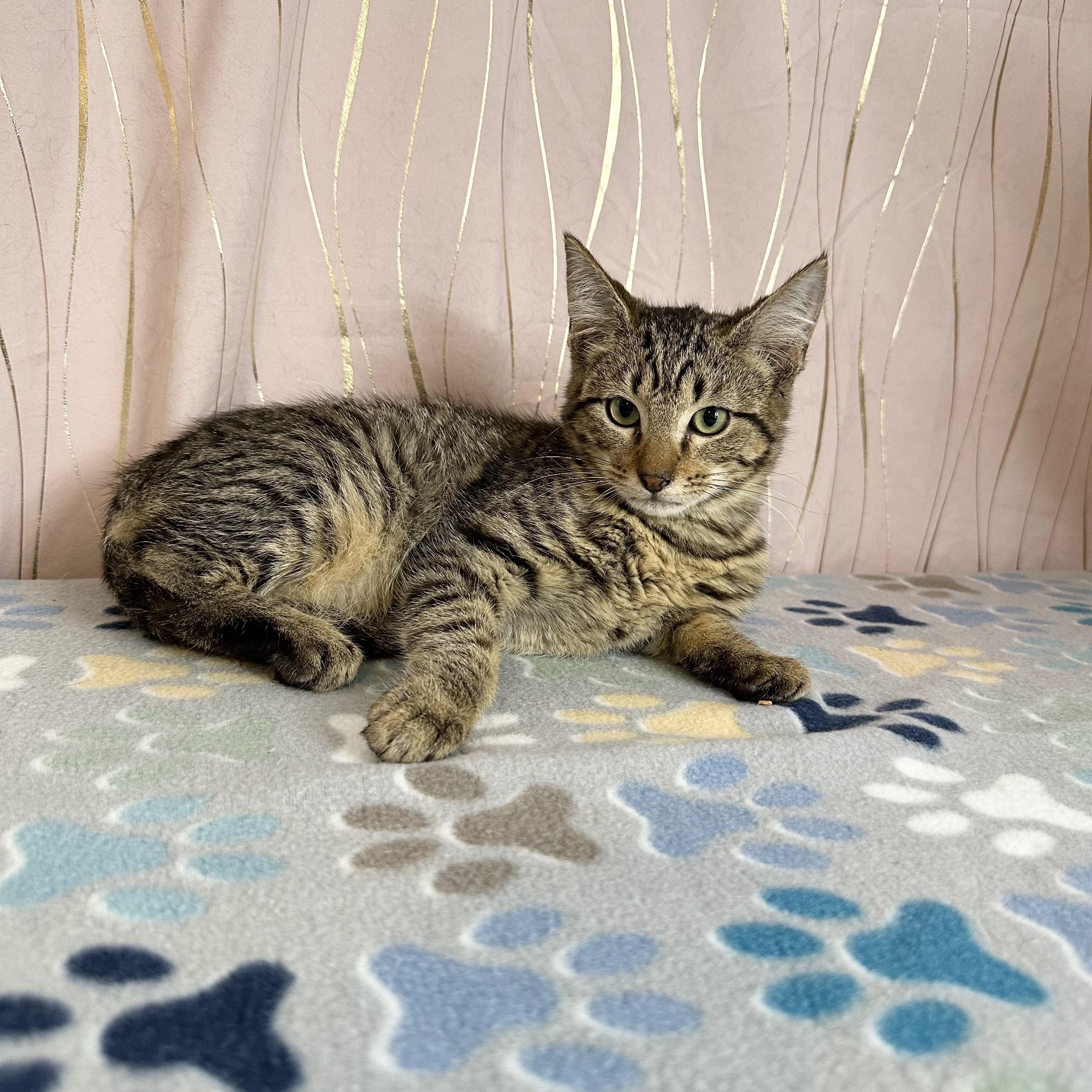 Frank — thumbnail 4