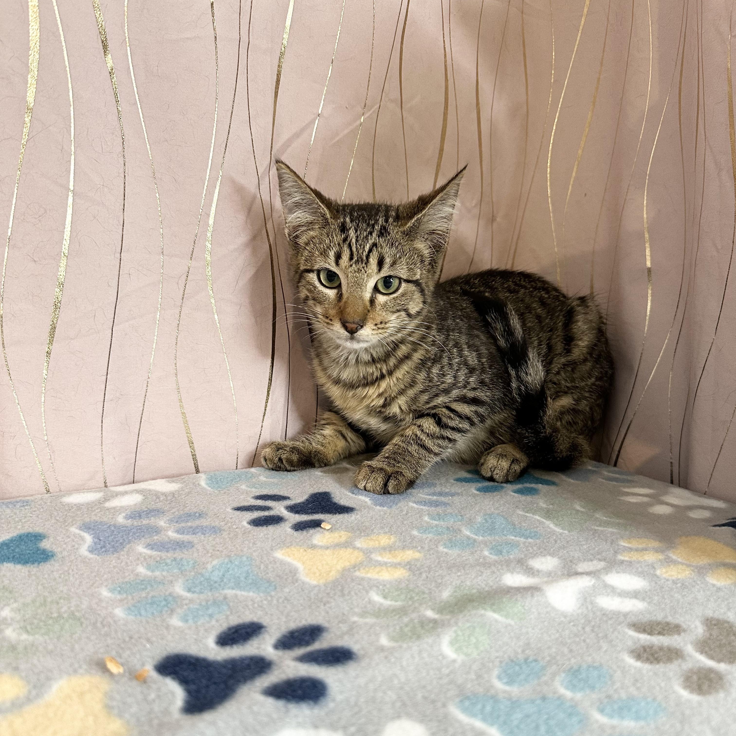 Frank — thumbnail 6