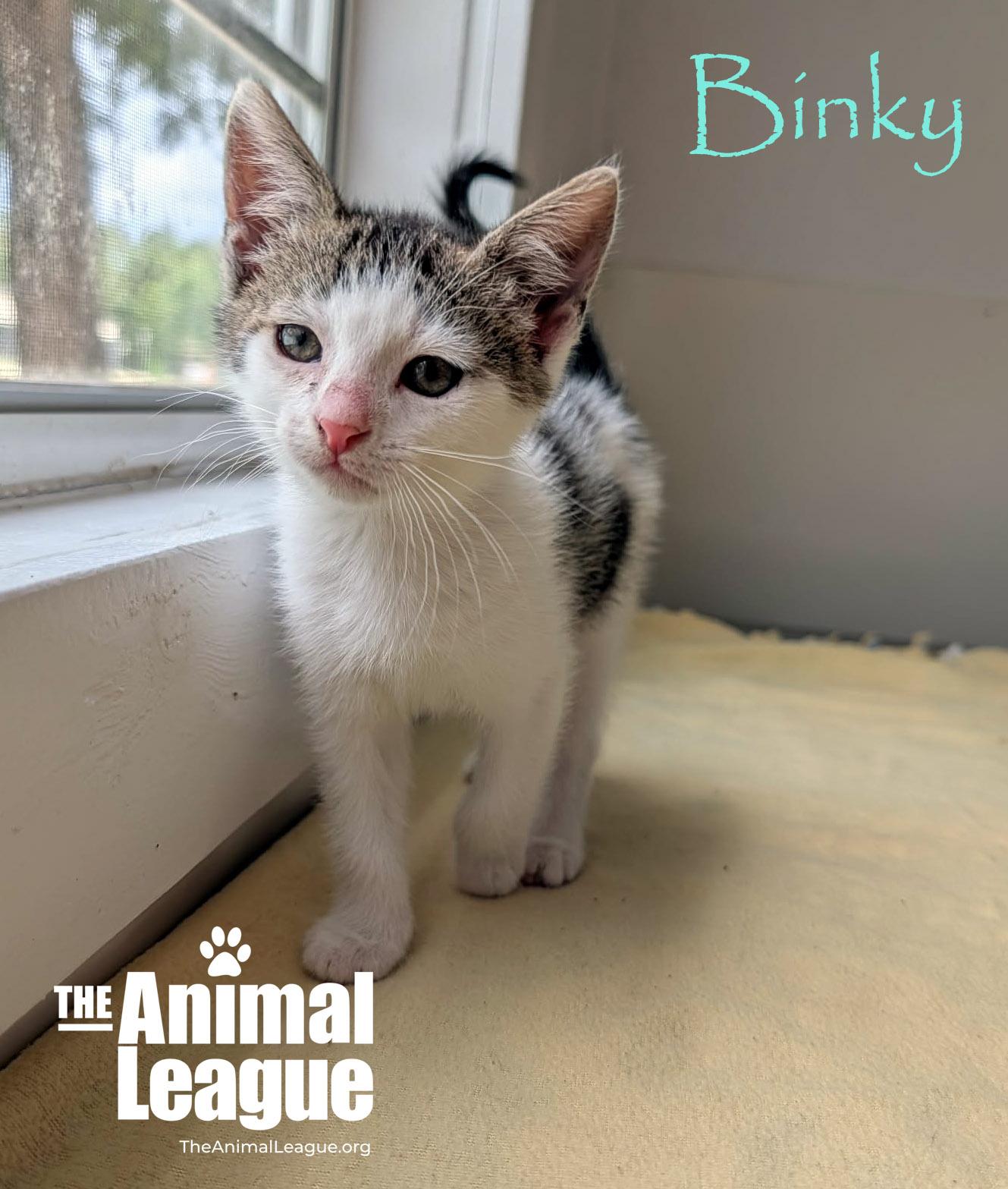 Binky, a Adoptable mixed breed in Groveland, FL image 3/4