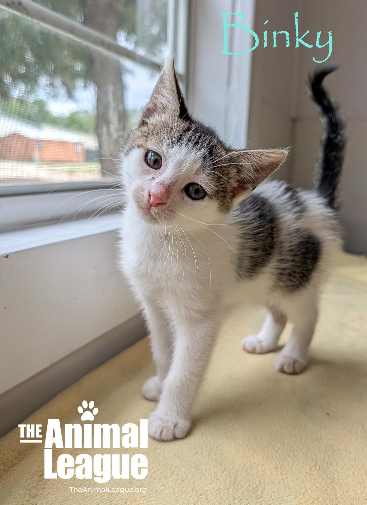 Binky, Adoptable, Kitten Male Domestic Short Hair.