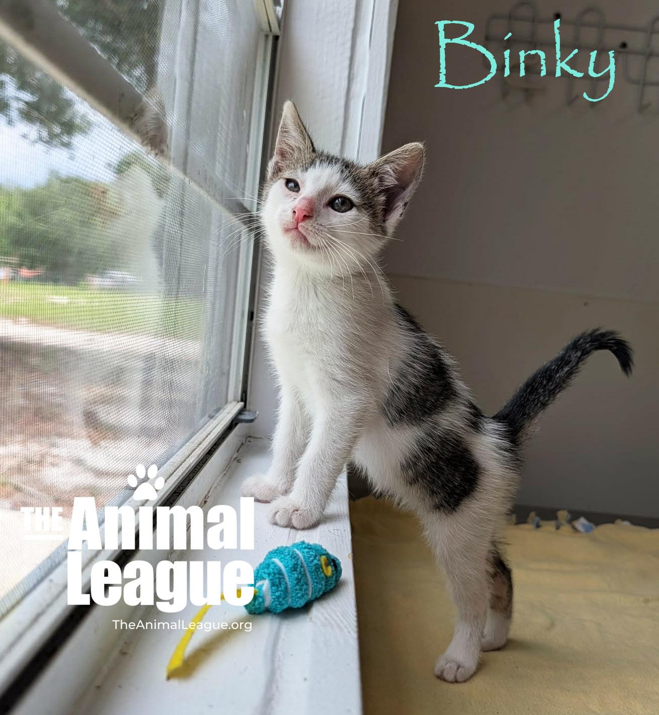 Binky, a Adoptable mixed breed in Groveland, FL image 2/4