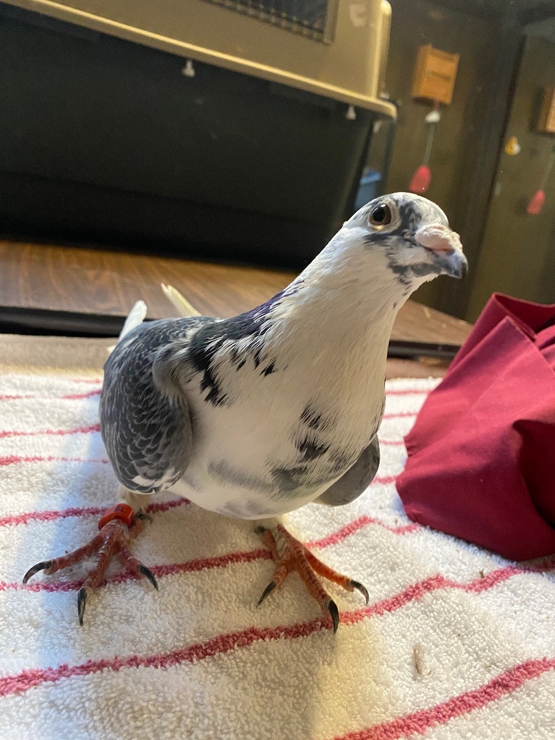 King Arthur , adoptable, Senior Male Pigeon.