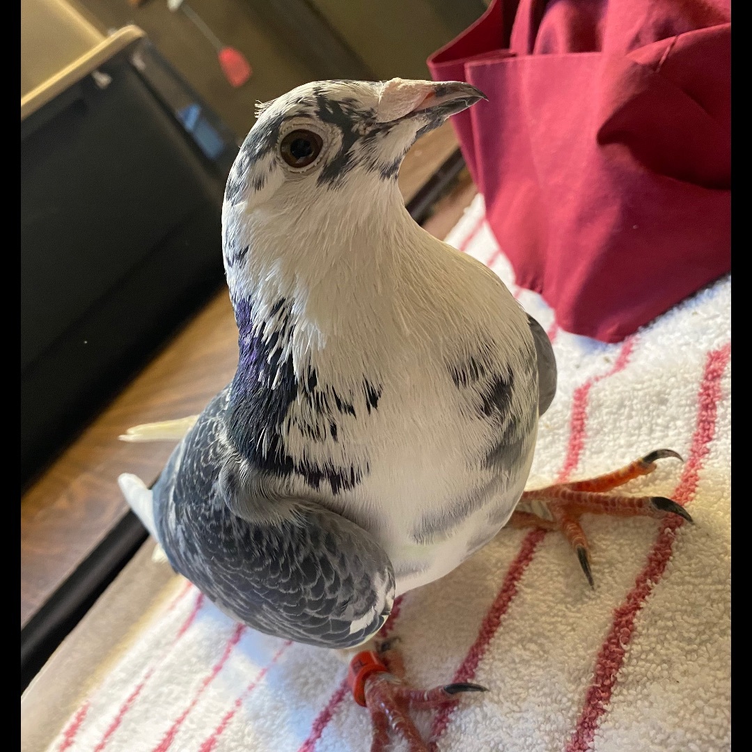 Enlarge King Arthur , an adoptable Pigeon in Middle Island, NY image 2/2