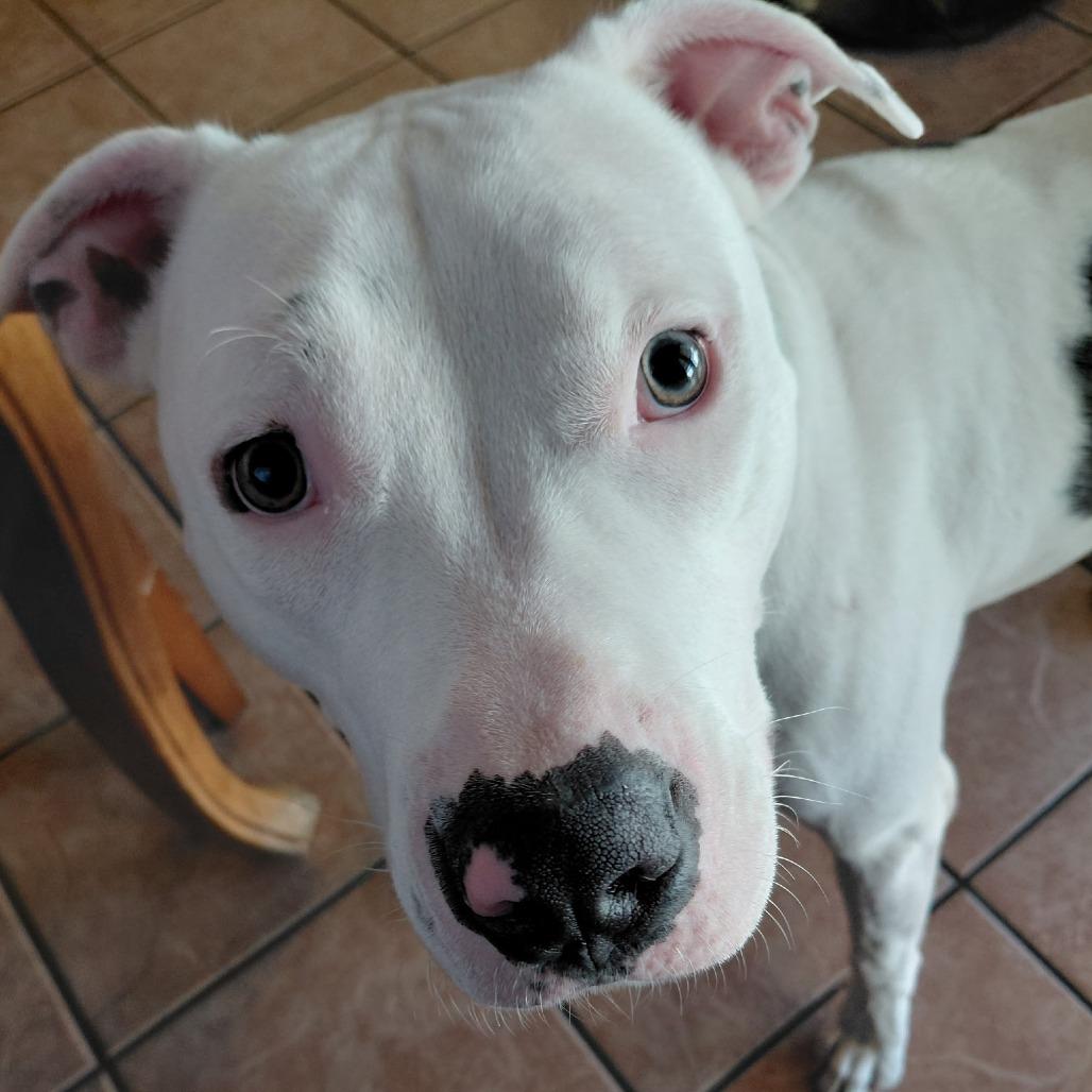 Enlarge Carmelo Felix, a Adoptable Pit Bull Terrier in Las Vegas, NV image 1/4