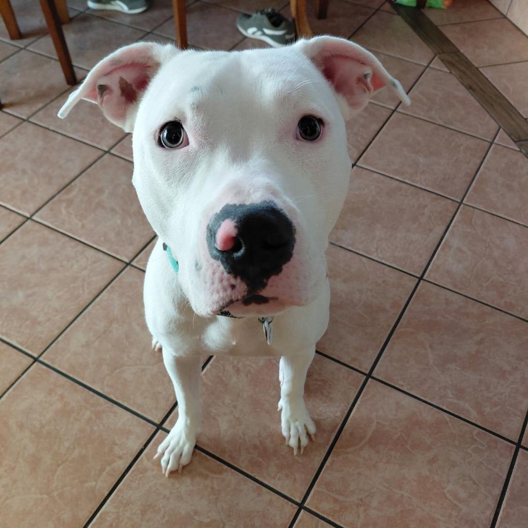 Enlarge Carmelo Felix, a Adoptable Pit Bull Terrier in Las Vegas, NV image 2/4