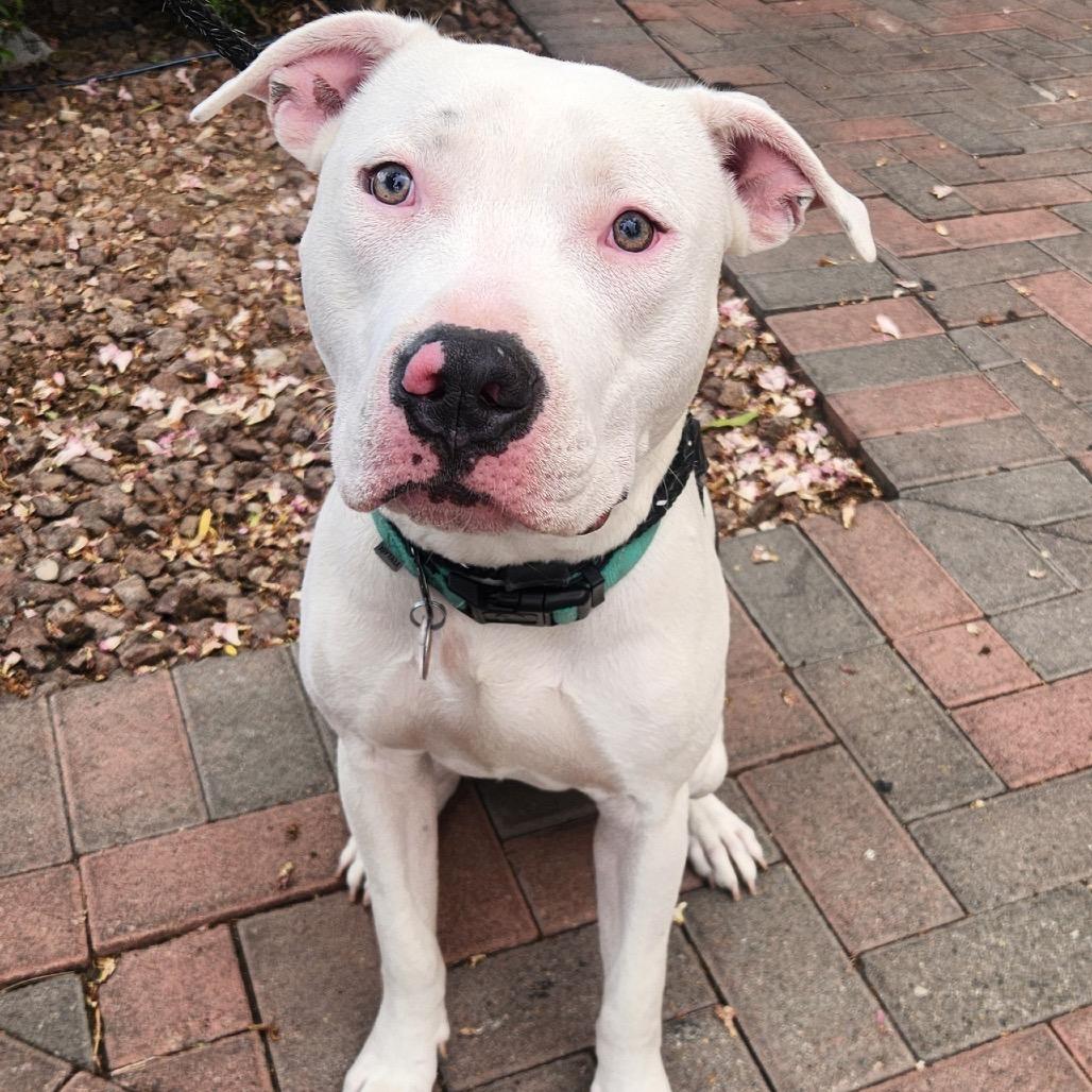 Enlarge Carmelo Felix, a Adoptable Pit Bull Terrier in Las Vegas, NV image 4/4