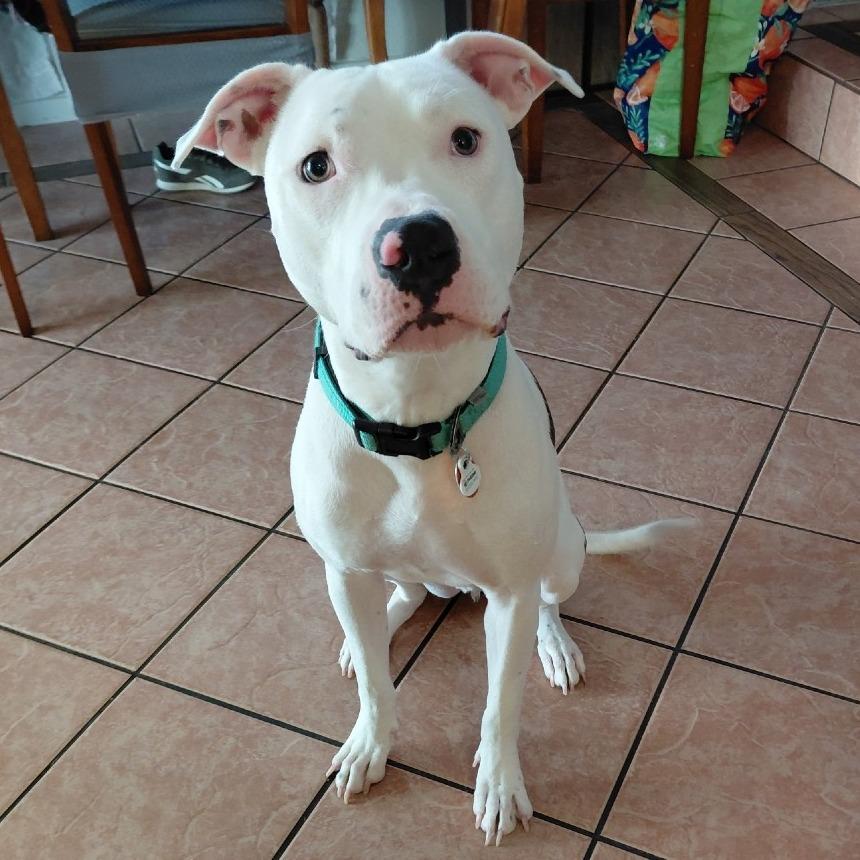 Enlarge Carmelo Felix, a Adoptable Pit Bull Terrier in Las Vegas, NV image 3/4