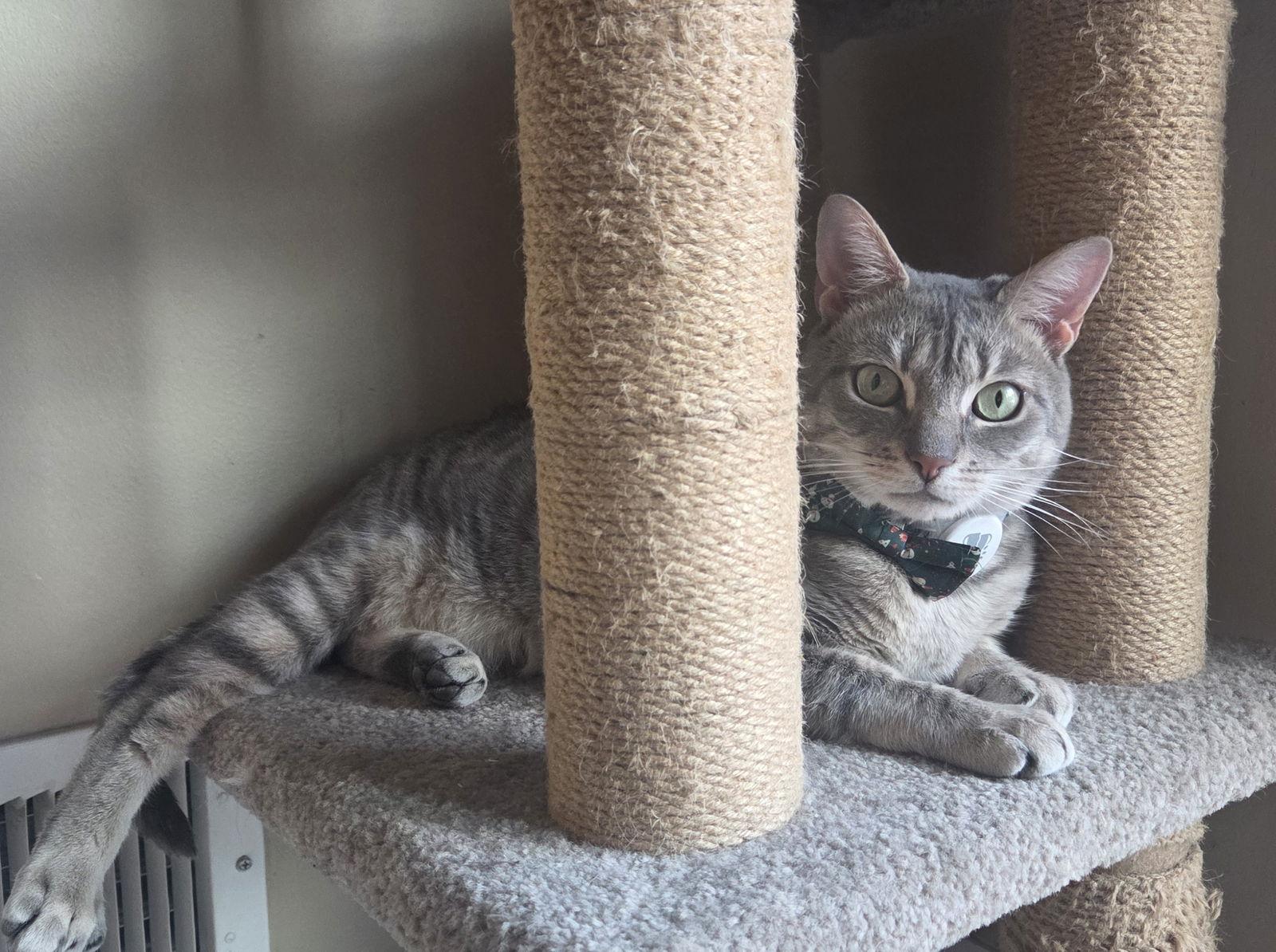 Klaus, Adoptable, Adult Male Domestic Short Hair.