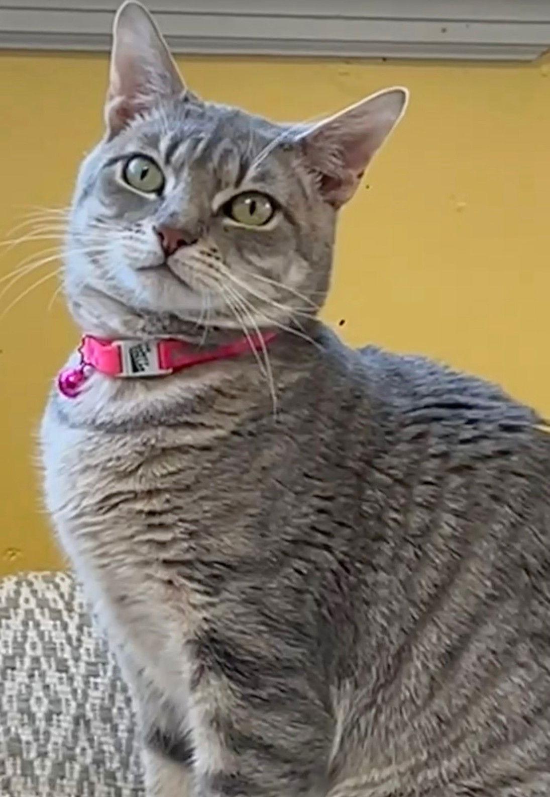 Klaus, Adoptable, Adult Male Domestic Short Hair.