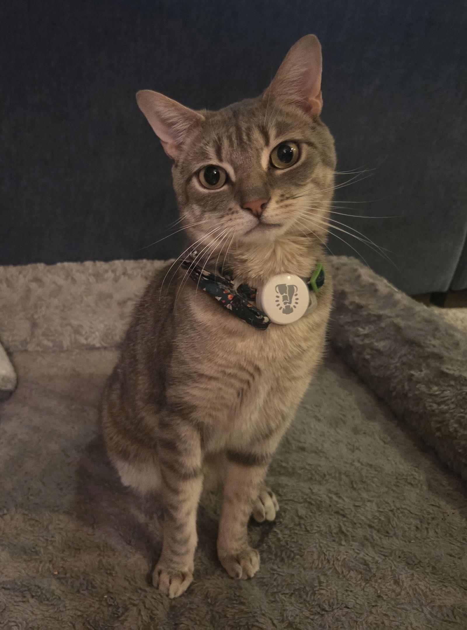 Enlarge Klaus, a Adoptable Domestic Short Hair in Spring Lake, NJ image 2/3