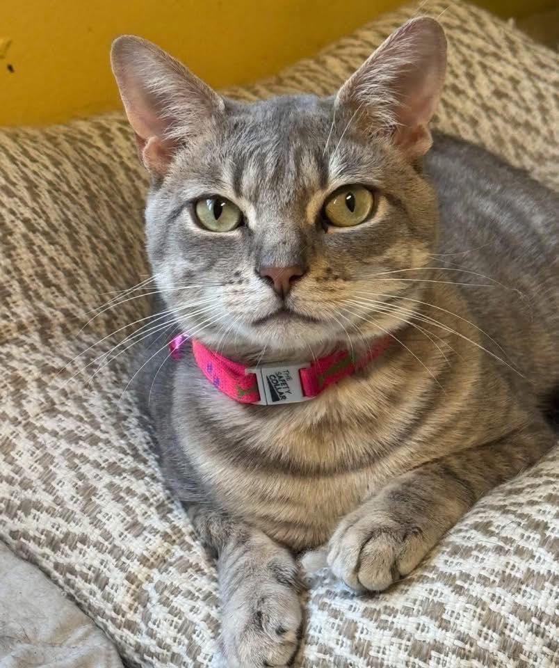 Klaus, Adoptable, Adult Male Domestic Short Hair.