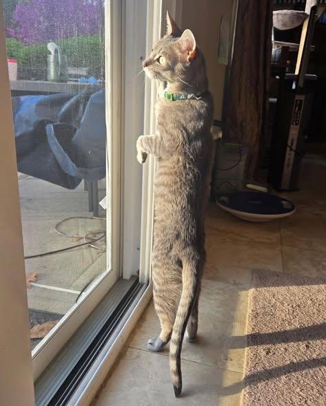 Enlarge Klaus, a Adoptable Domestic Short Hair in Spring Lake, NJ image 3/3