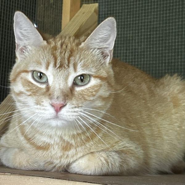 Enlarge Asha, a Adoptable Domestic Short Hair in Concord, NH image 1/1