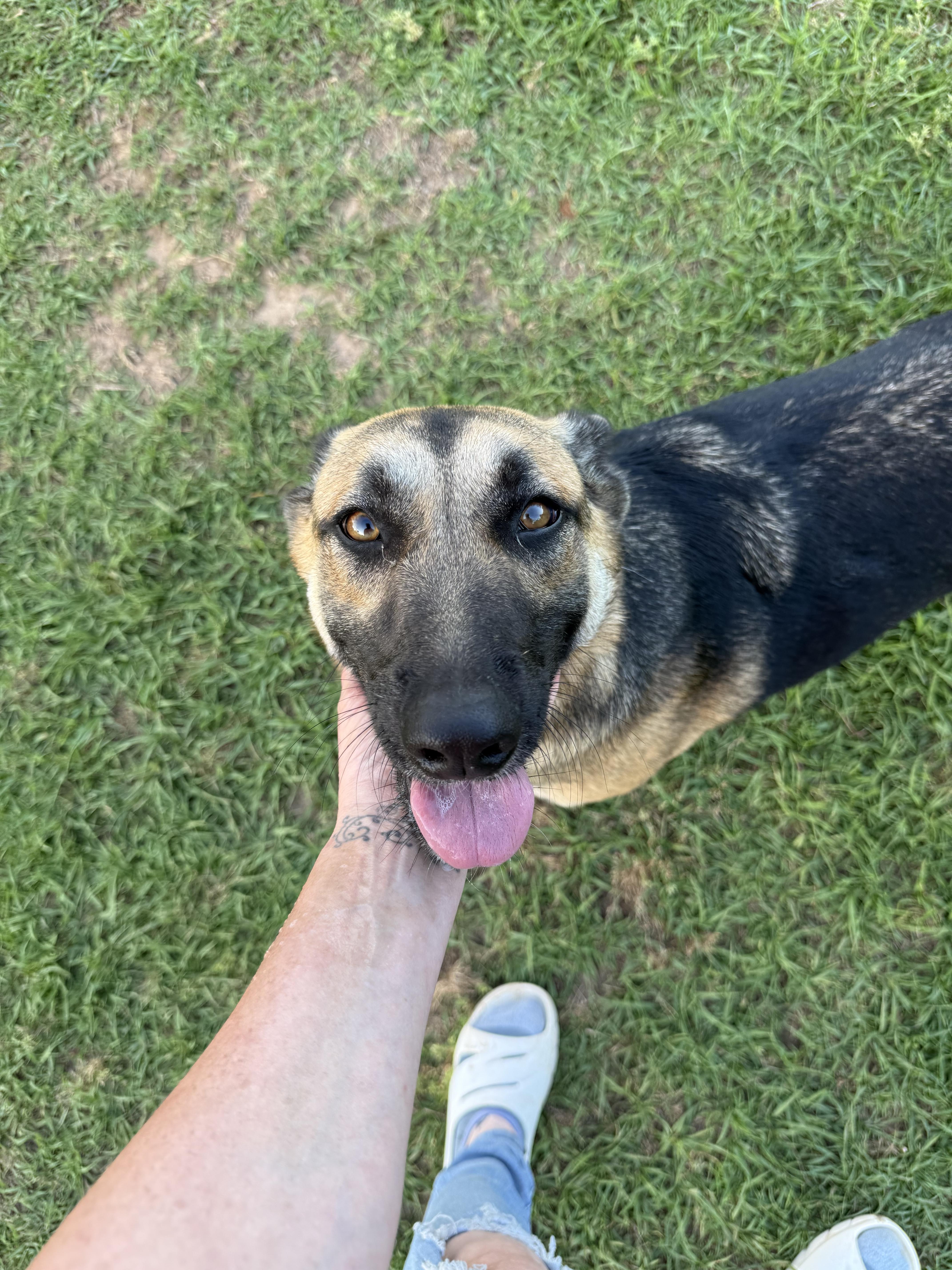 Enlarge Cali, an adopted mixed breed in Mount Hermon, LA image 1/6