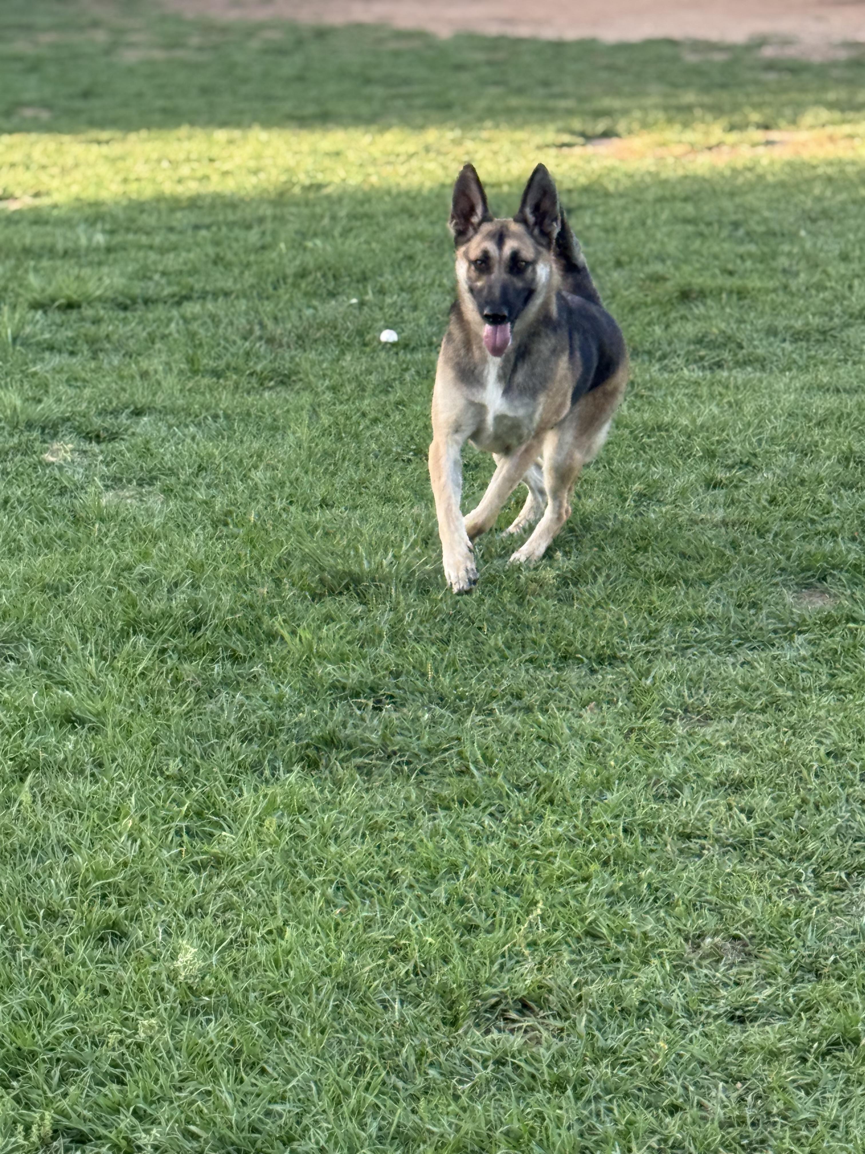 Enlarge Cali, an adopted mixed breed in Mount Hermon, LA image 5/6