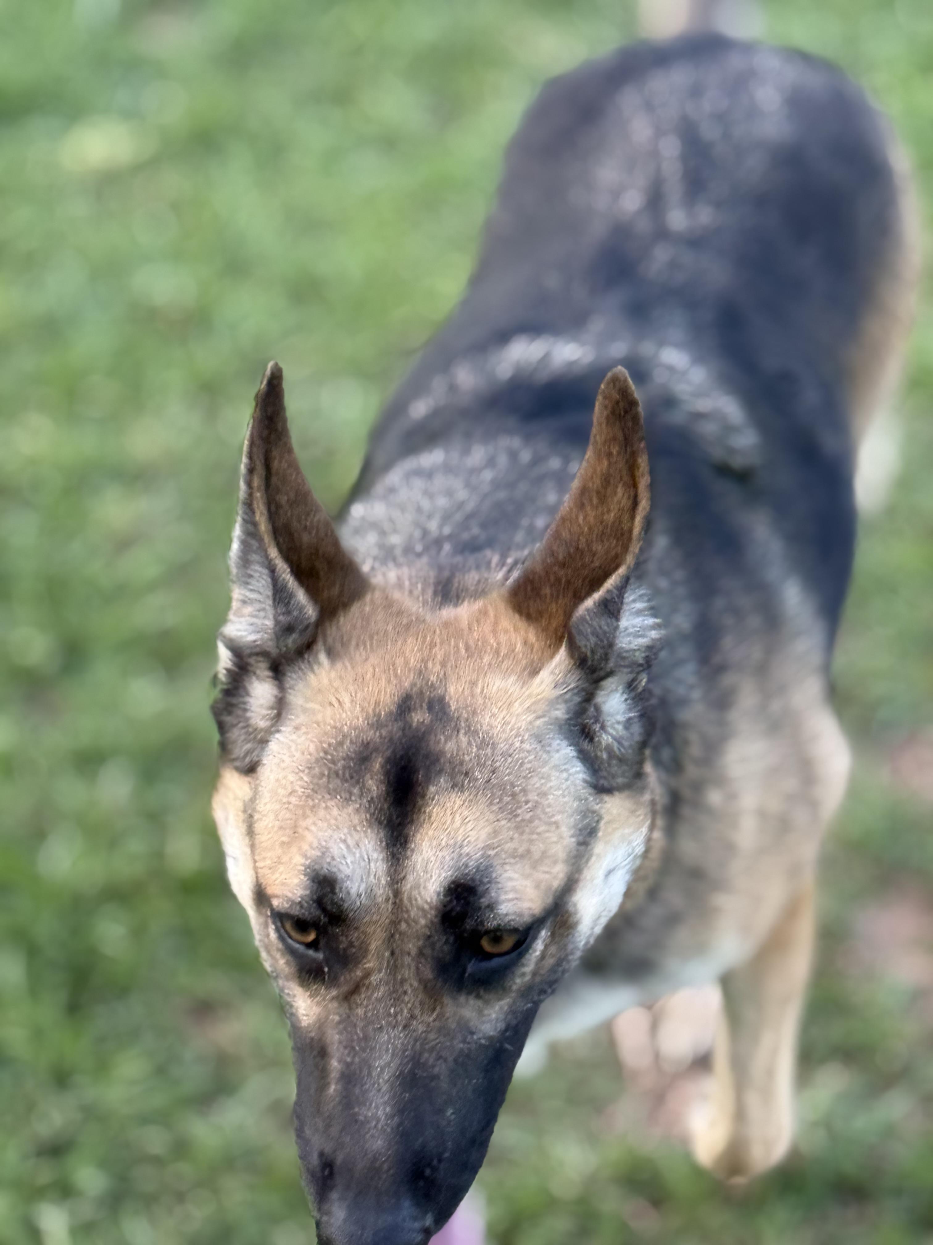 Enlarge Cali, an adopted mixed breed in Mount Hermon, LA image 6/6