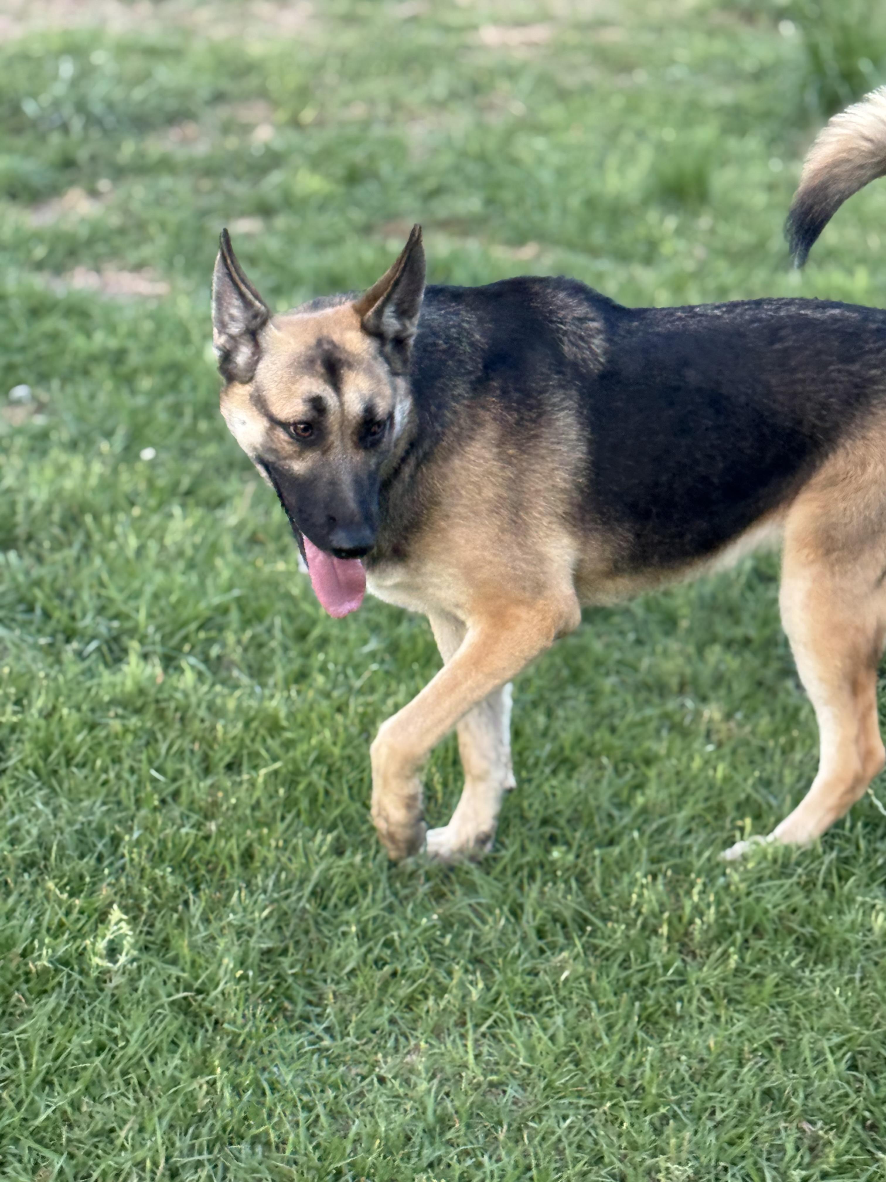 Enlarge Cali, an adopted mixed breed in Mount Hermon, LA image 3/6