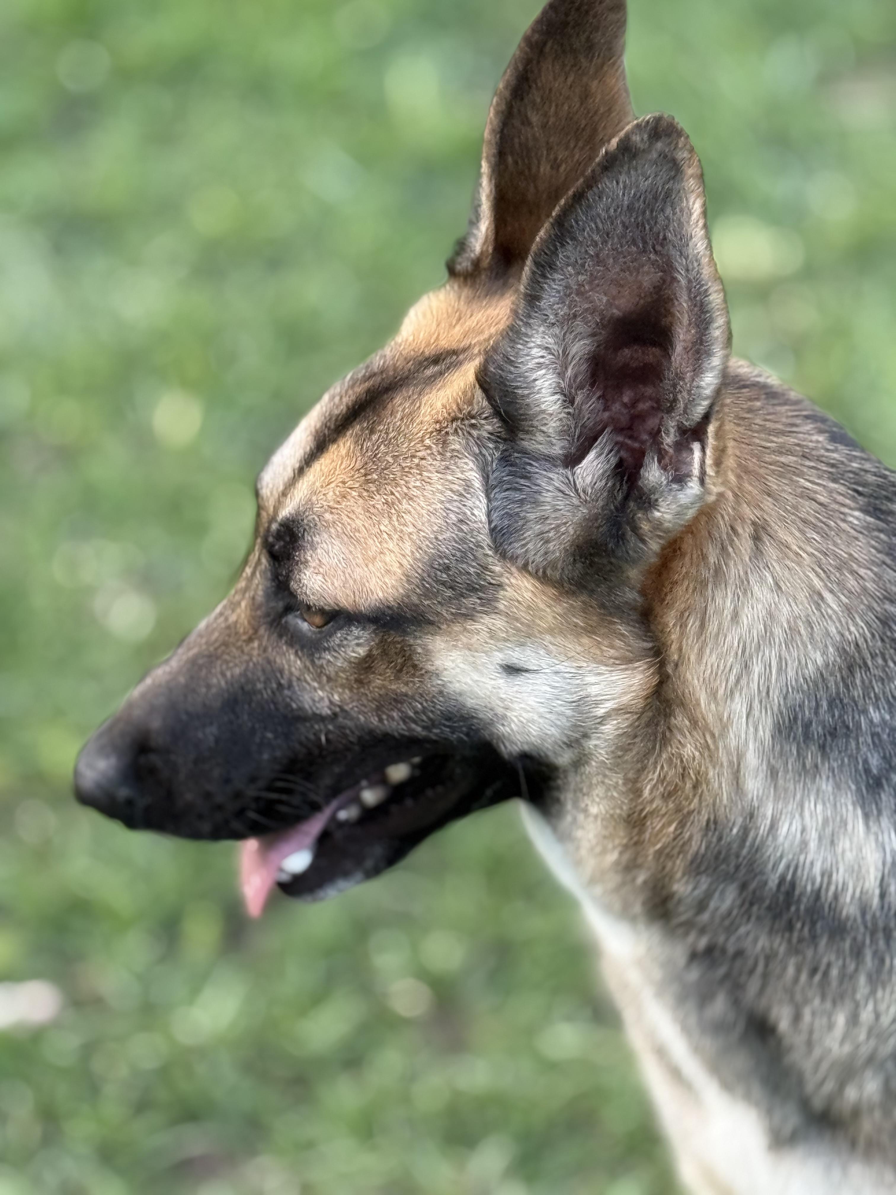 Enlarge Cali, an adopted mixed breed in Mount Hermon, LA image 4/6