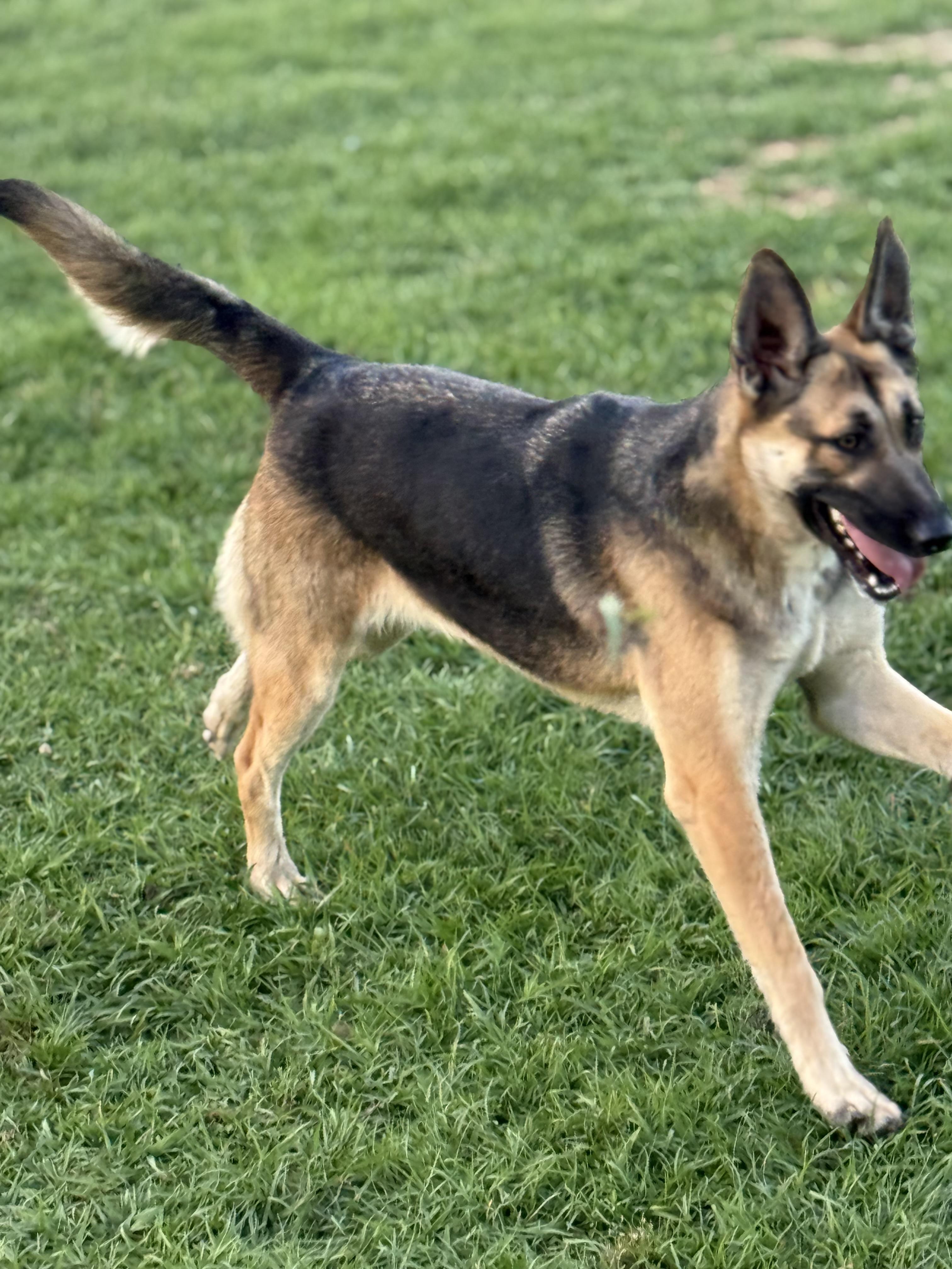 Enlarge Cali, an adopted mixed breed in Mount Hermon, LA image 2/6