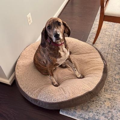 Cooper-Piper, a Adoptable Plott Hound in Potomac, MD image 2/6