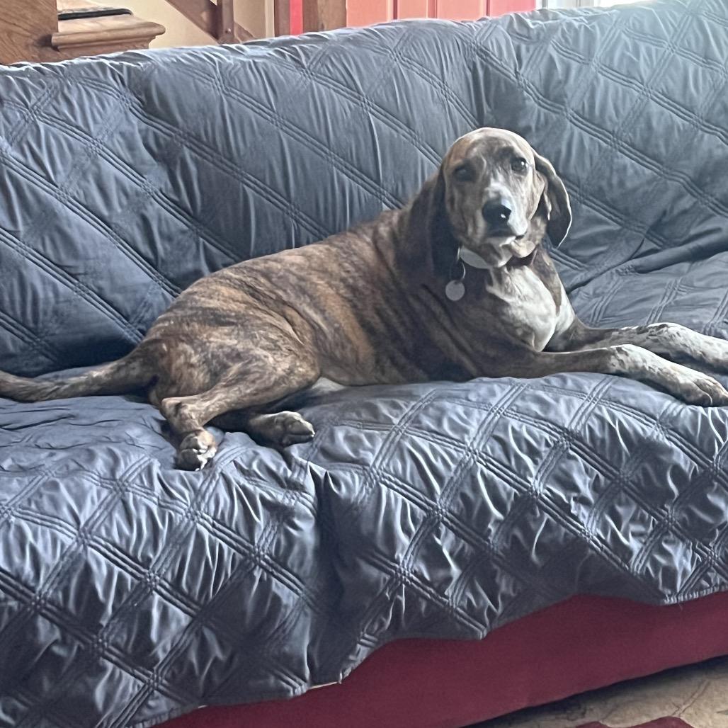 Cooper-Piper, a Adoptable Plott Hound in Potomac, MD image 3/6