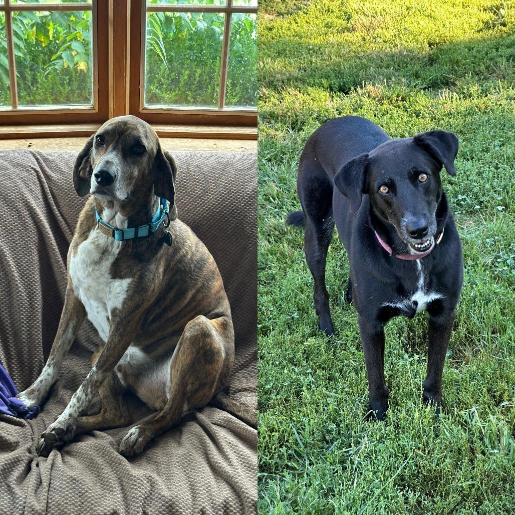 Cooper-Piper, a Adoptable Plott Hound in Potomac, MD image 4/6