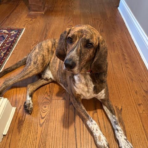 Cooper-Piper, a Adoptable Plott Hound in Potomac, MD image 5/6