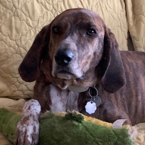 Cooper-Piper, a Adoptable Plott Hound in Potomac, MD image 6/6