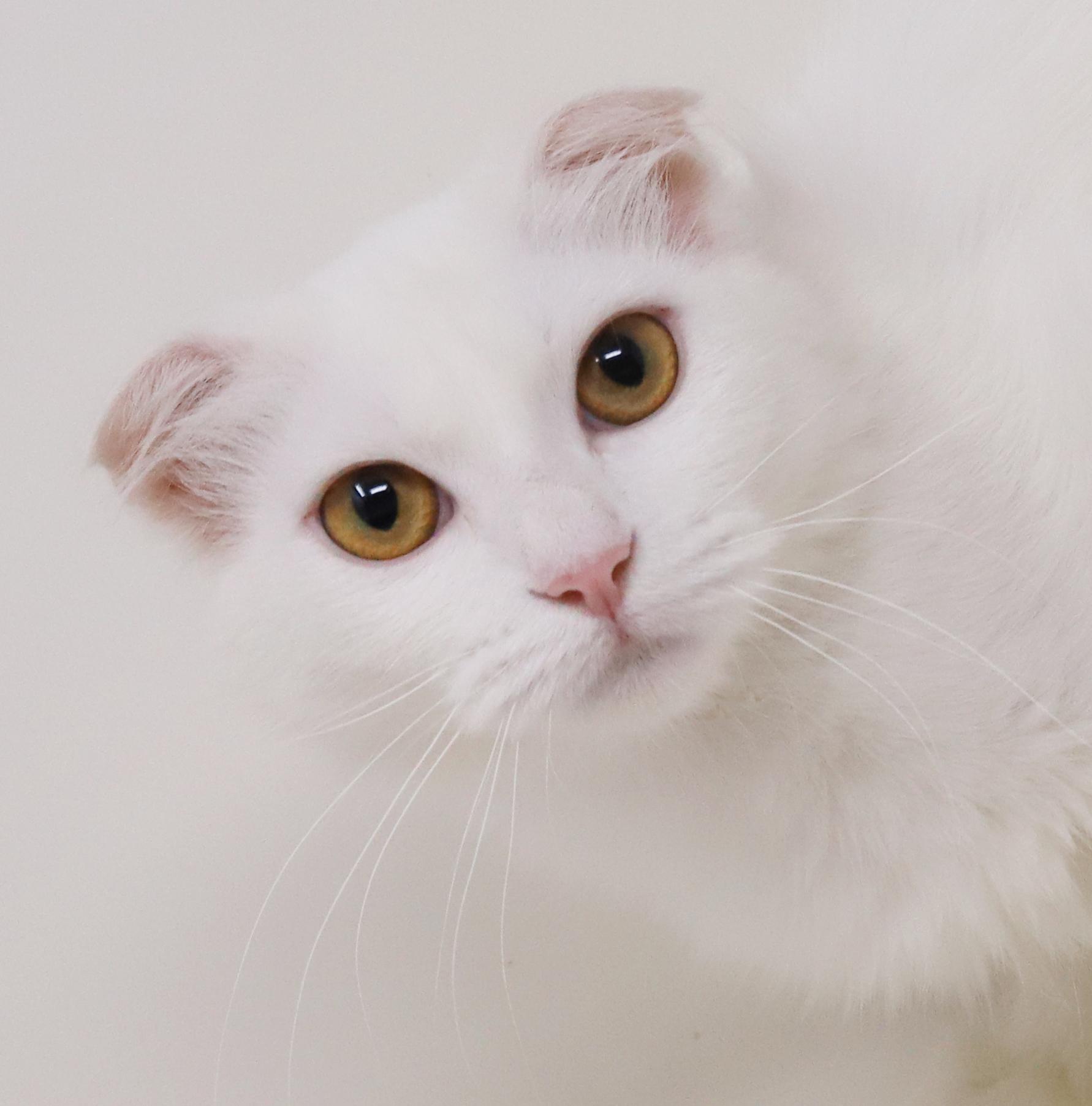 Elsa is a LOVE LOVE LOVE - gorgeous soft white cloud VIDEO - EMERGENCY Doha kitty, adoptable, Young Female Scottish Fold.