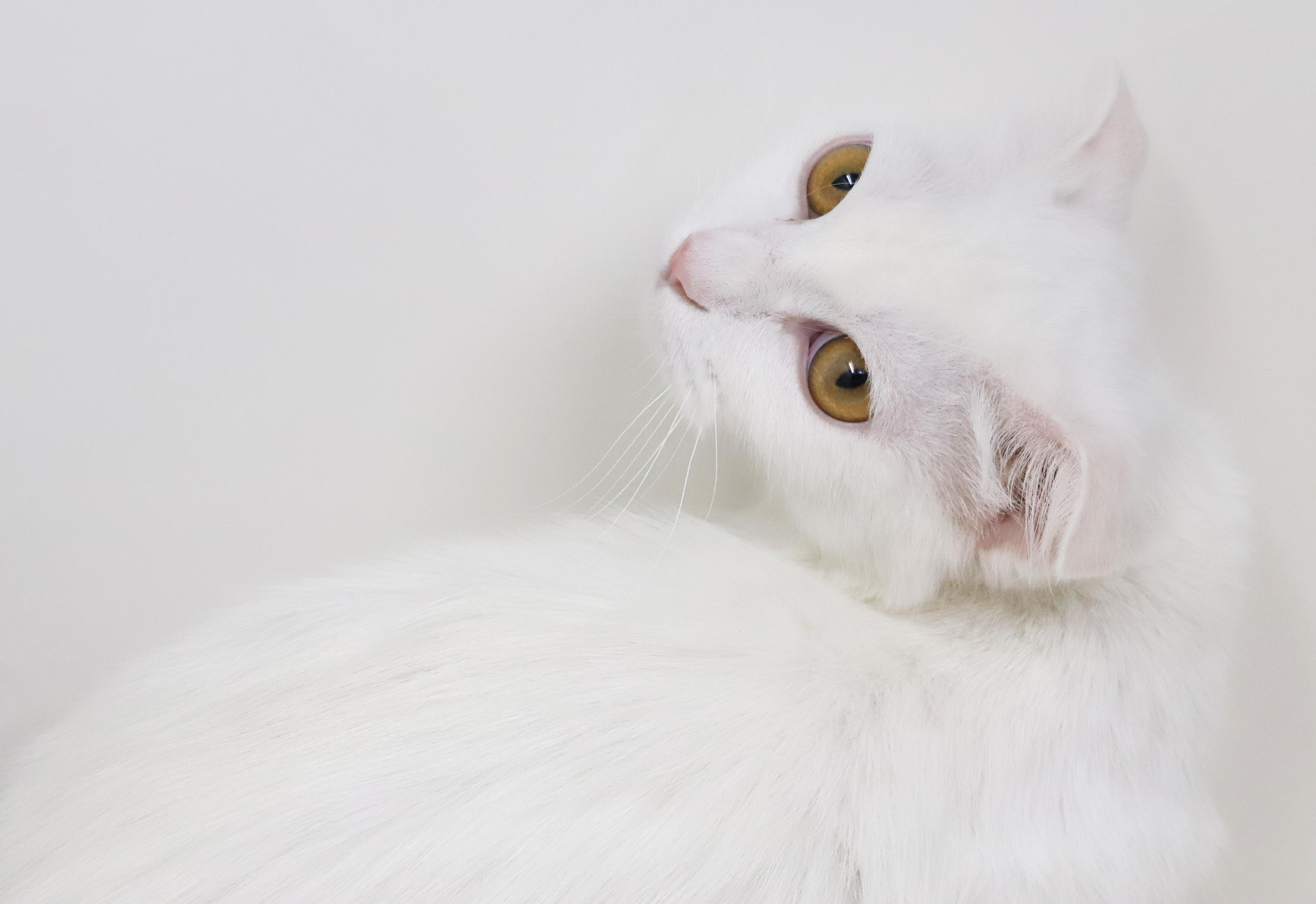 Enlarge Elsa is a LOVE LOVE LOVE - gorgeous soft white cloud VIDEO - EMERGENCY Doha kitty, an adoptable Scottish Fold in Bedford Hills, NY image 3/6