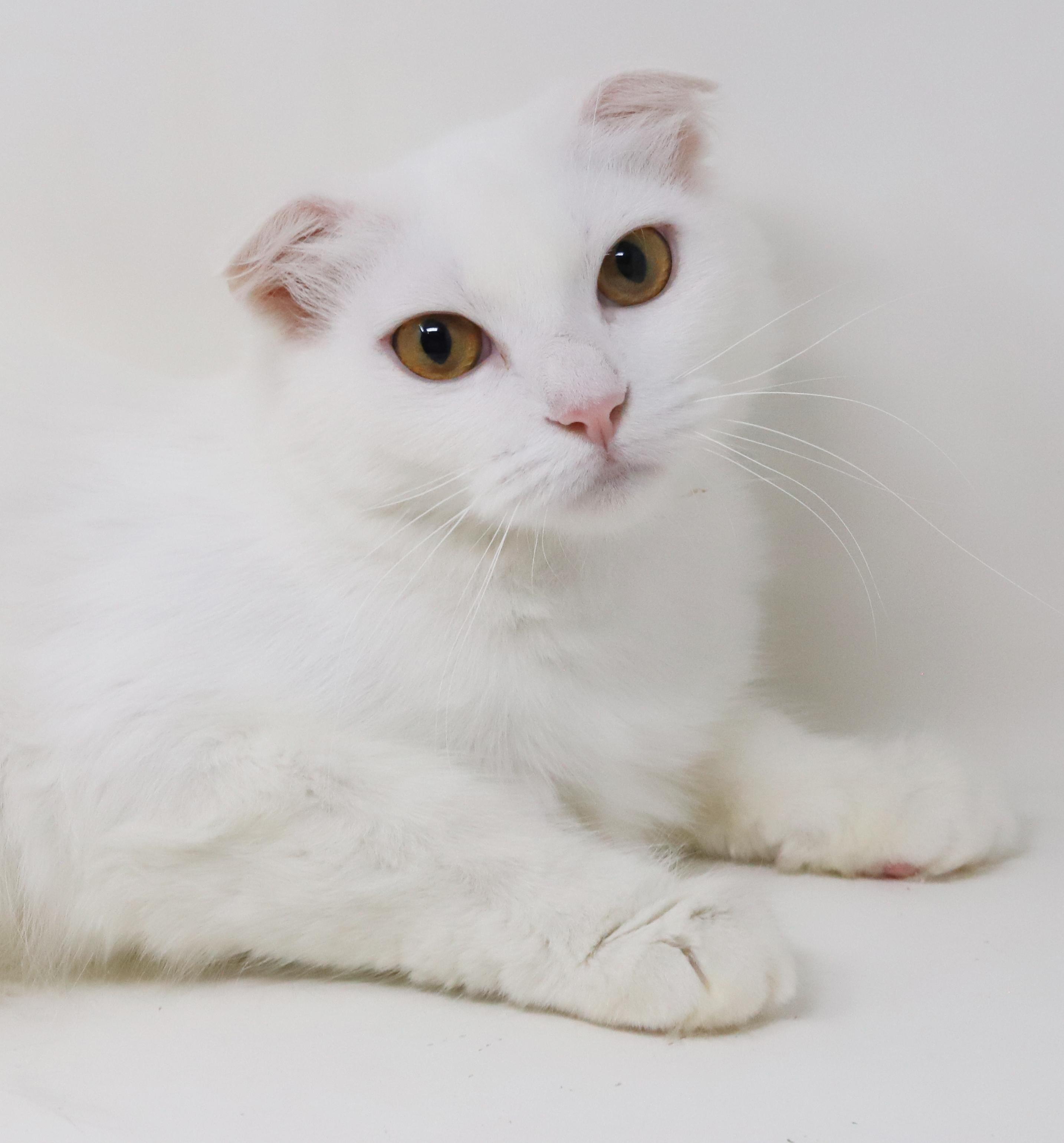 Enlarge Elsa is a LOVE LOVE LOVE - gorgeous soft white cloud VIDEO - EMERGENCY Doha kitty, an adoptable Scottish Fold in Bedford Hills, NY image 5/6