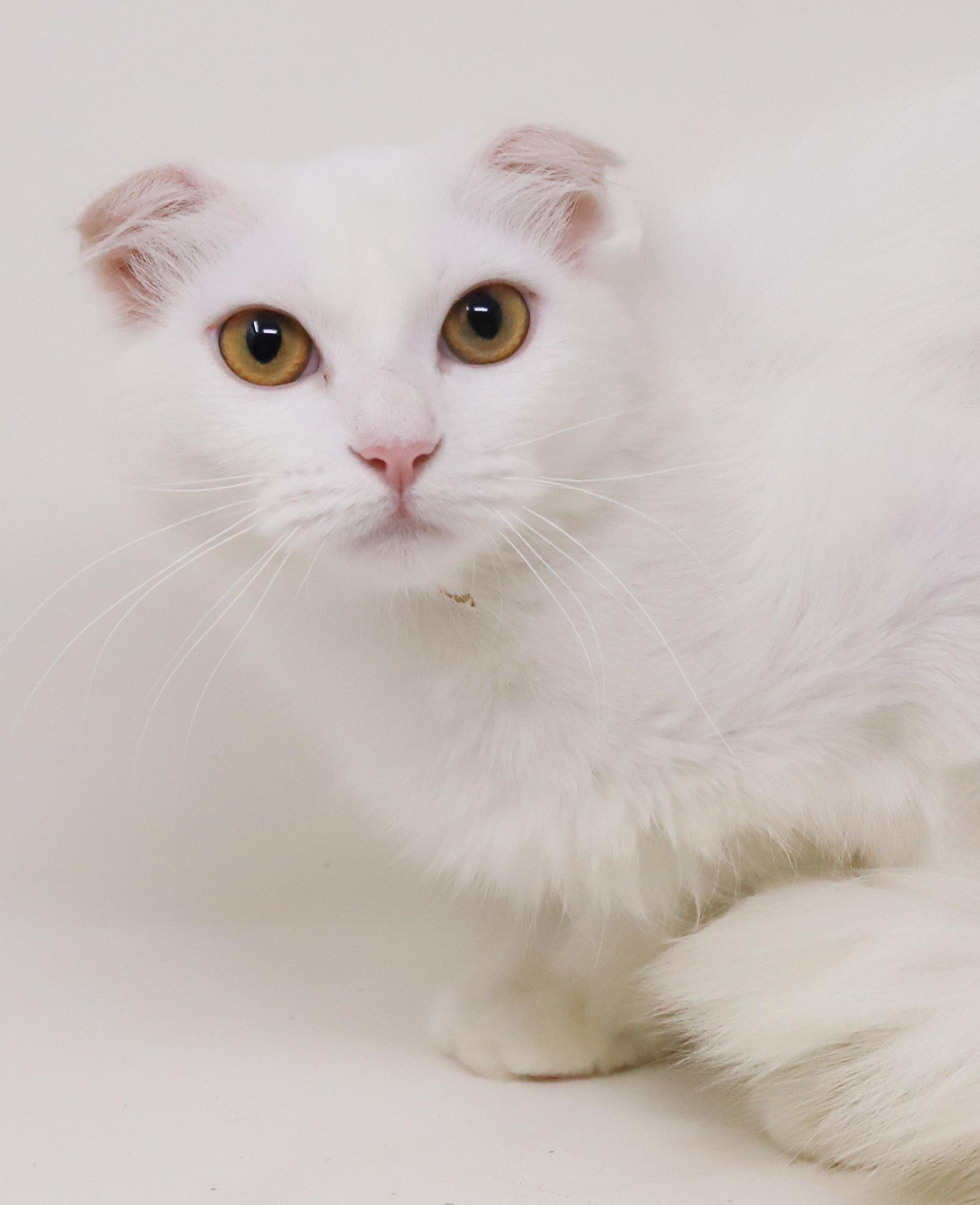 Enlarge Elsa is a LOVE LOVE LOVE - gorgeous soft white cloud VIDEO - EMERGENCY Doha kitty, an adoptable Scottish Fold in Bedford Hills, NY image 6/6