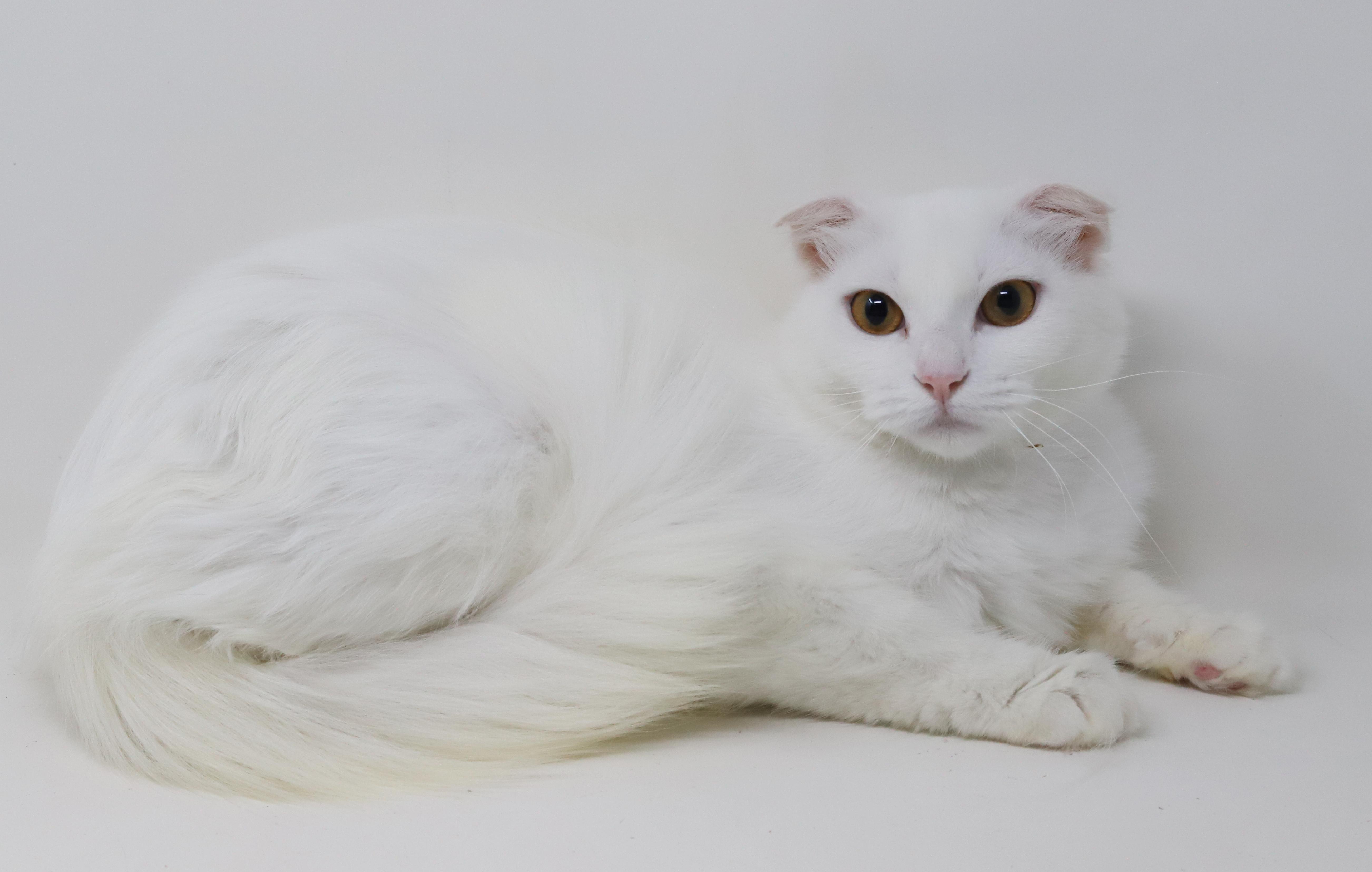 Enlarge Elsa is a LOVE LOVE LOVE - gorgeous soft white cloud VIDEO - EMERGENCY Doha kitty, an adoptable Scottish Fold in Bedford Hills, NY image 4/6