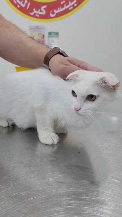 Enlarge Elsa is a LOVE LOVE LOVE - gorgeous soft white cloud VIDEO - EMERGENCY Doha kitty, an adoptable Scottish Fold in Bedford Hills, NY video 2/6