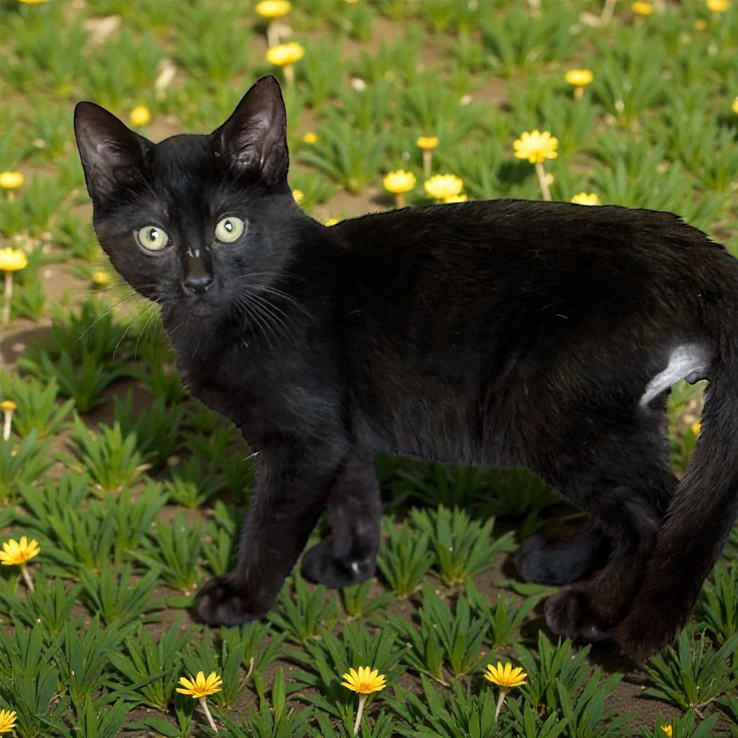Enlarge Chococat, a ADOPTABLE Domestic Short Hair in Converse, TX image 2/2