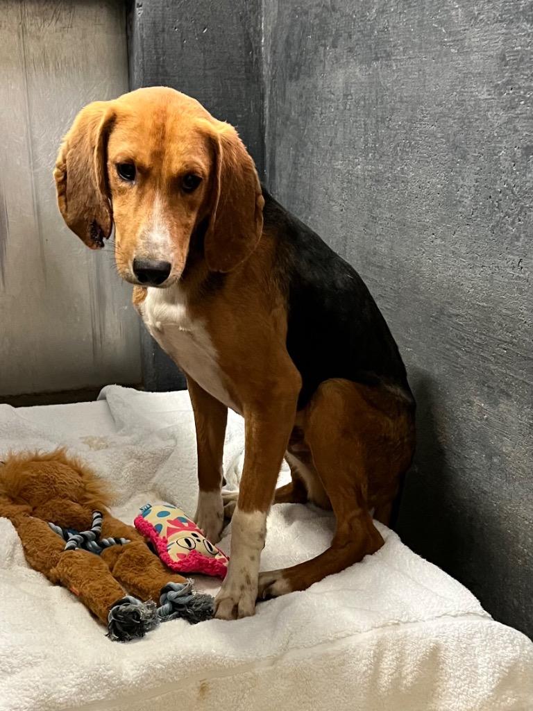 Enlarge Indie, a Adoptable Hound in Mineral, VA image 1/2