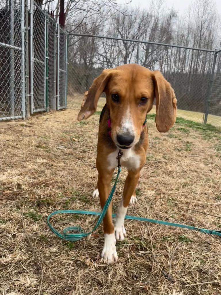 Enlarge Indie, a Adoptable Hound in Mineral, VA image 2/2