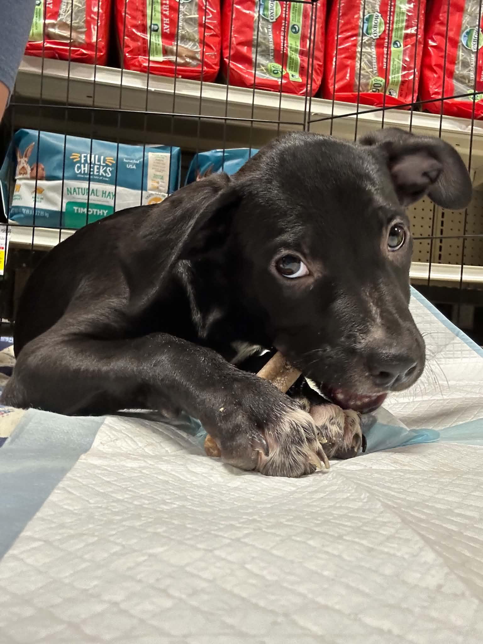 Enlarge Pocus, a Adoptable mixed breed in Berlin, NJ image 1/3