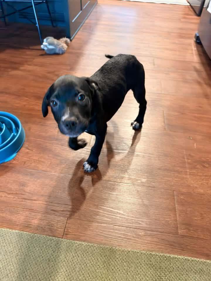 Enlarge Pocus, a Adoptable mixed breed in Berlin, NJ image 2/3