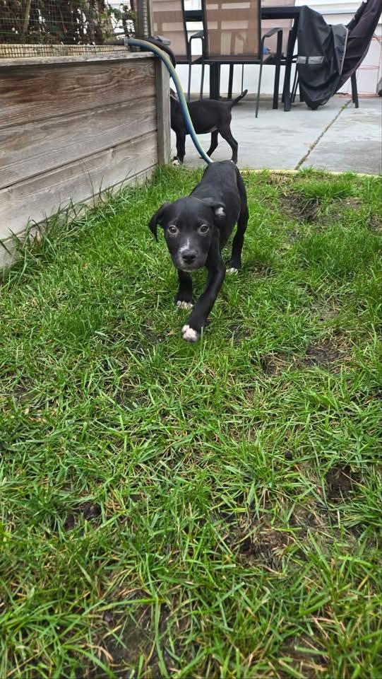 Enlarge Pocus, a Adoptable mixed breed in Berlin, NJ image 3/3